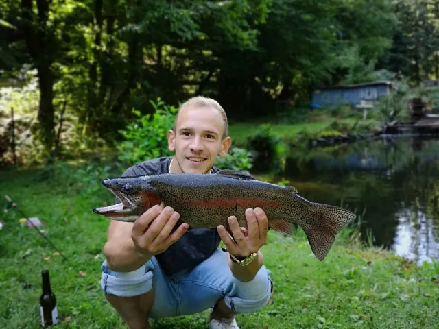 Regenbogenforelle