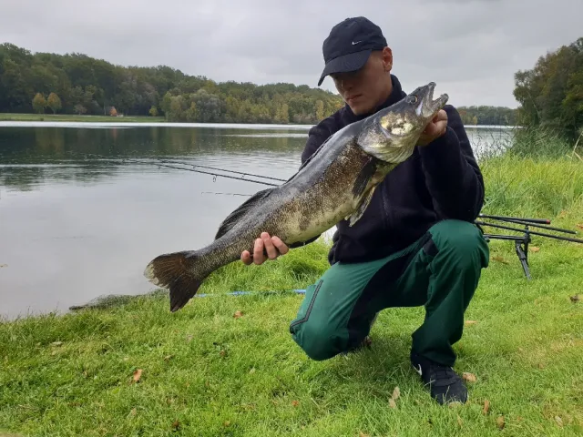 Zander