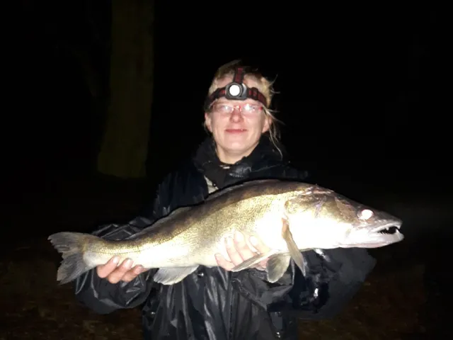 Zander