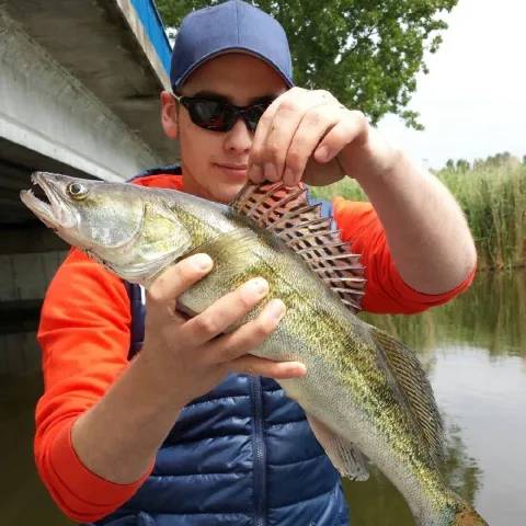 Zander