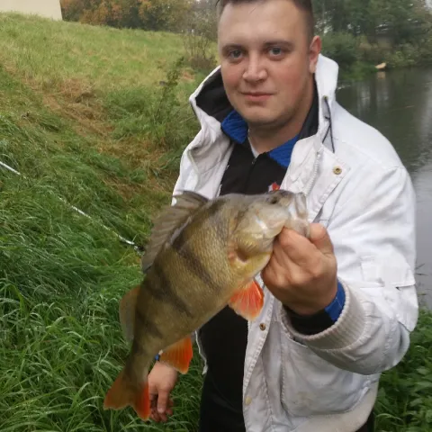 Flussbarsch