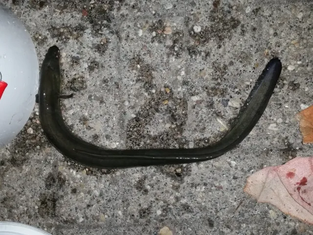Aal