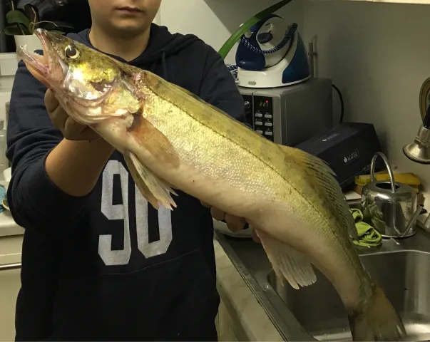 Zander