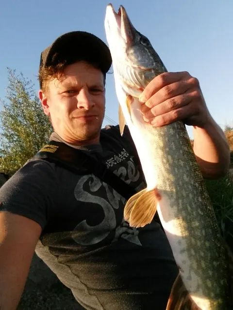 Flussbarsch