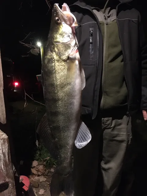 Zander