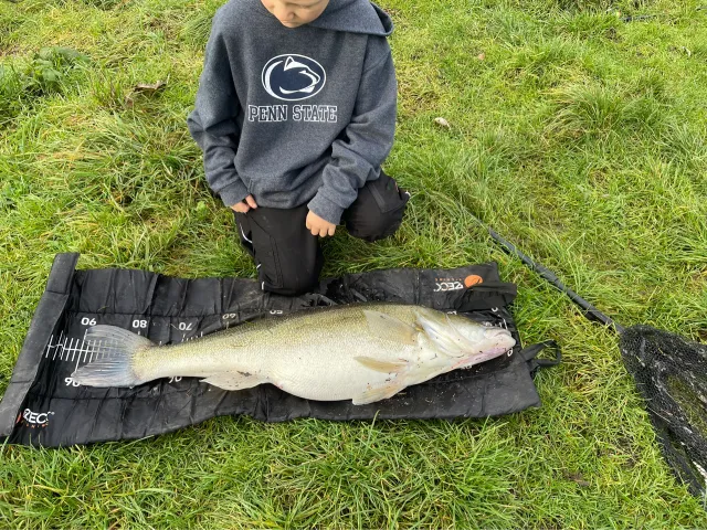 Zander