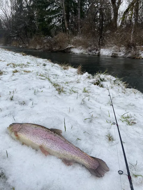 Regenbogenforelle
