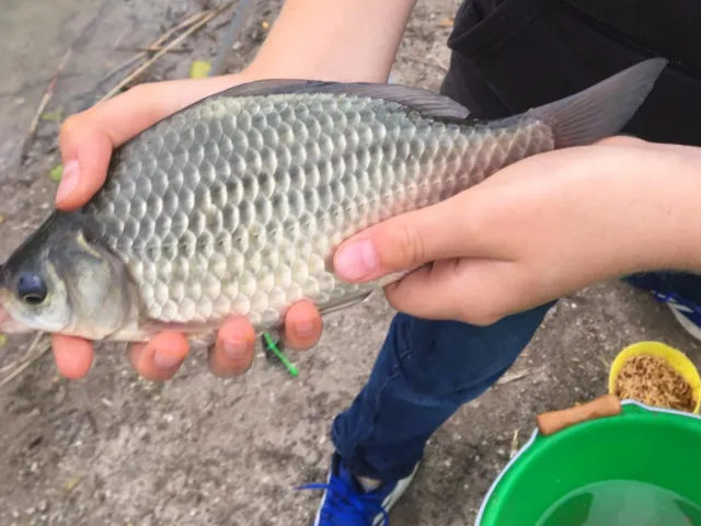 Giebel