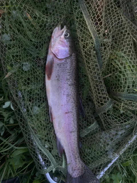 Regenbogenforelle