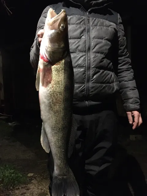 Zander