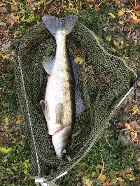 Zander