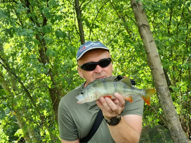 Flussbarsch
