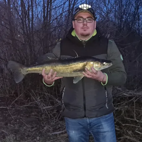 Zander