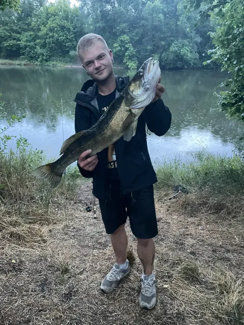Zander