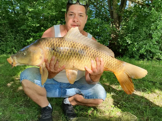 Karpfen