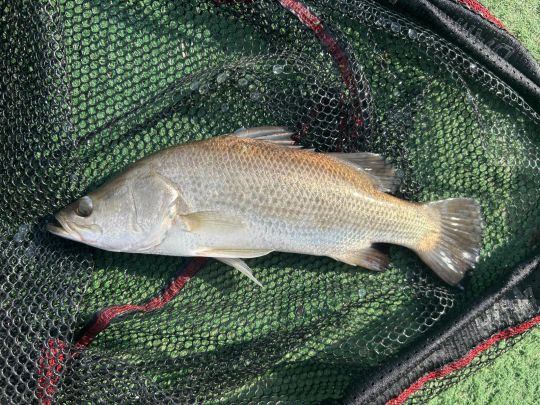 Barramundi