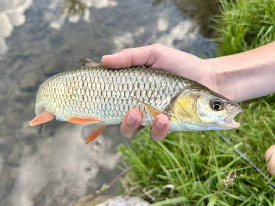 Döbel