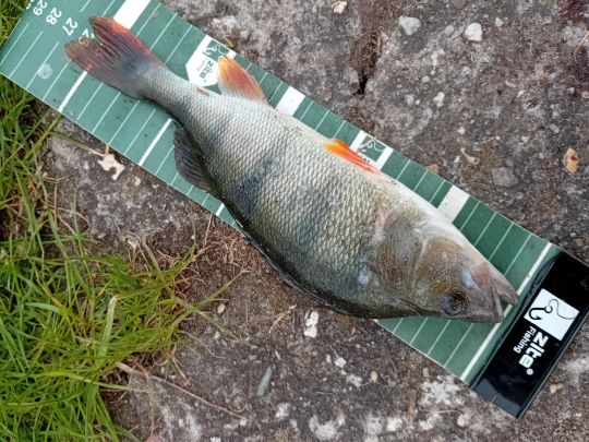 Flussbarsch