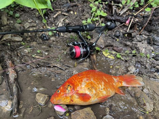 Goldfisch