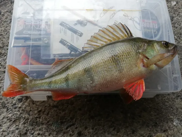 Flussbarsch
