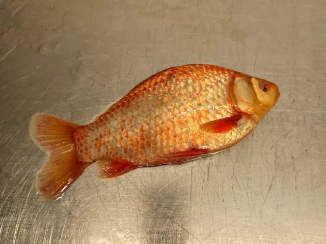 Karausche