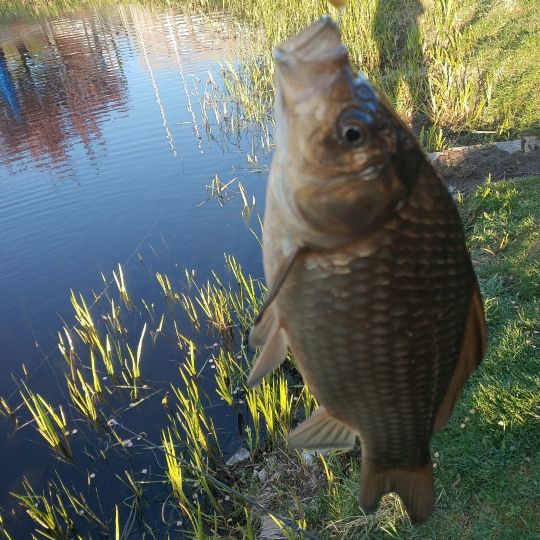 Cappeler Teich ALLE ANGELN