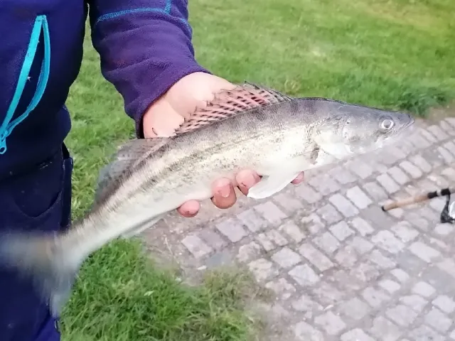 Zander