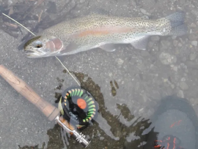 Regenbogenforelle
