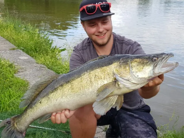 Zander