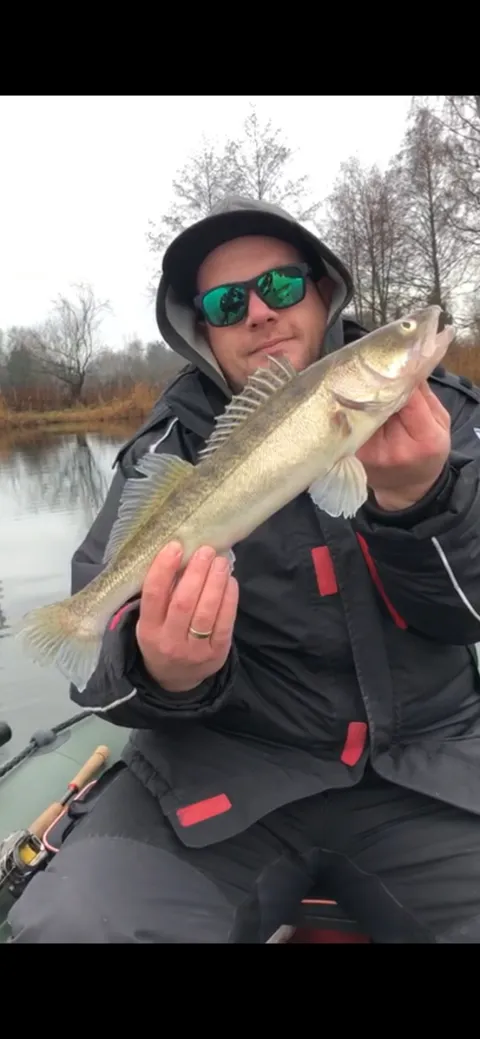 Zander