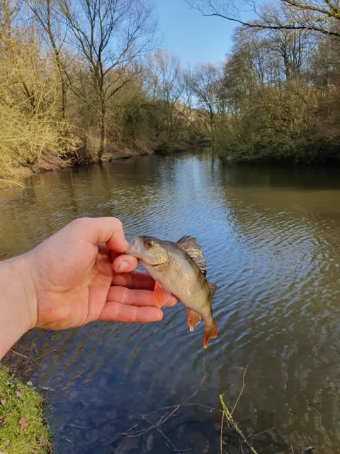 Flussbarsch