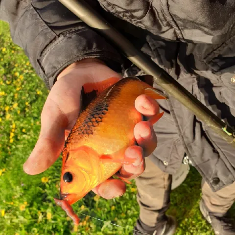 Goldfisch