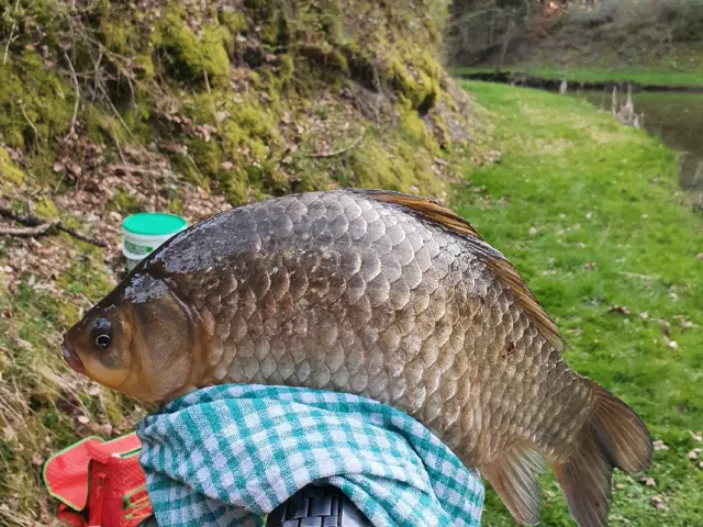 Karausche