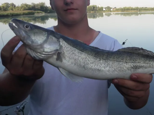 Zander