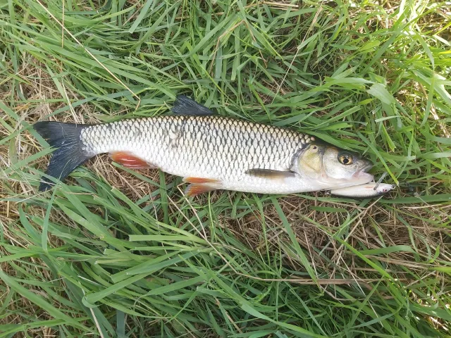 Döbel