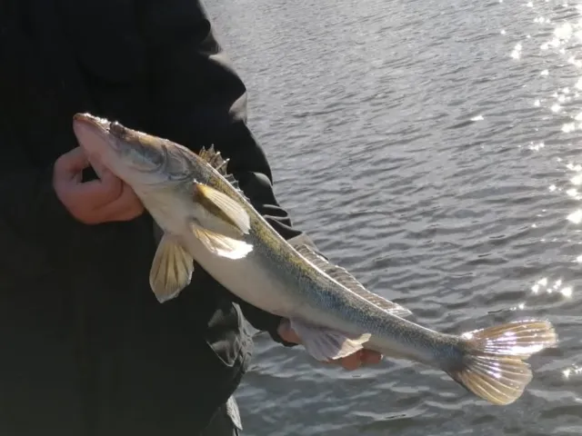 Zander