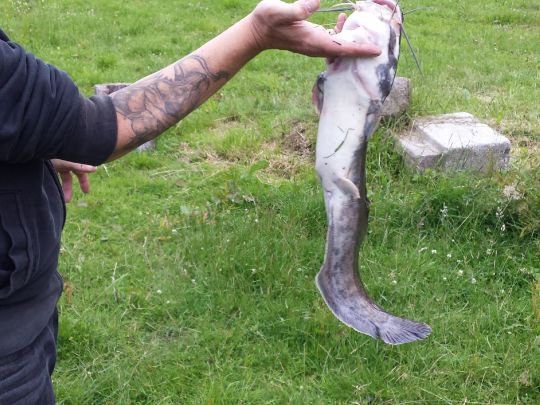 Angelcamp Leitingshof  ALLE ANGELN