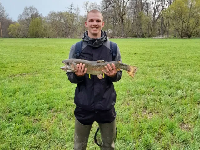 Regenbogenforelle
