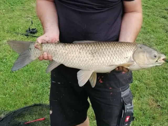 Graskarpfen