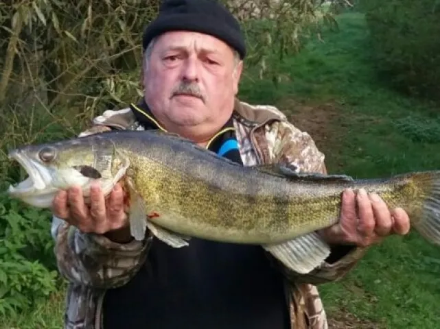 Zander