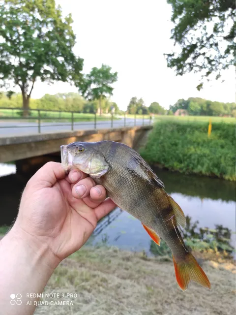 Flussbarsch
