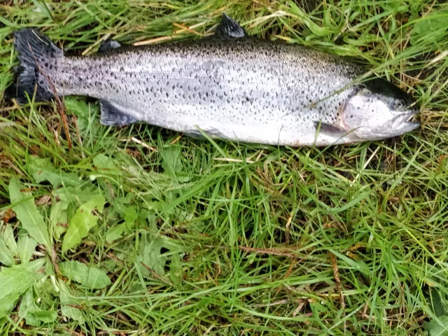 Regenbogenforelle