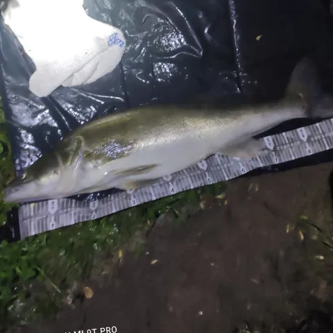 Zander