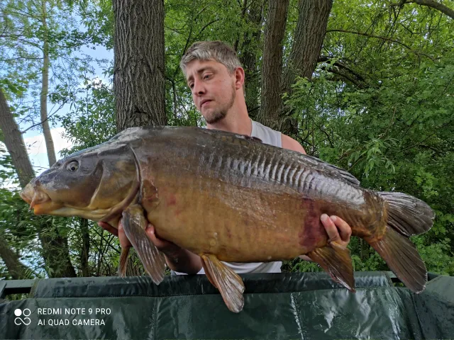 Karpfen