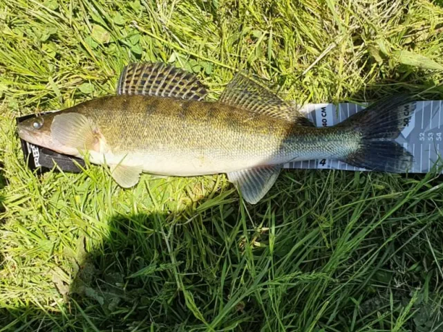 Zander