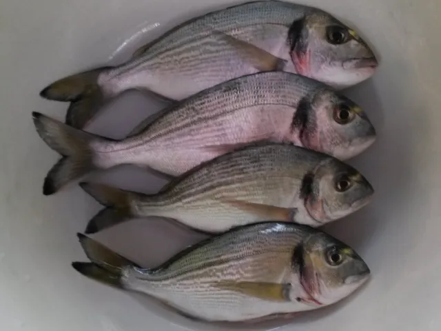 Dorade