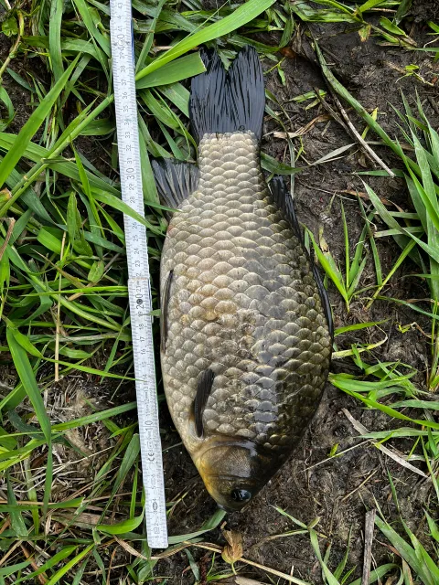 Karausche