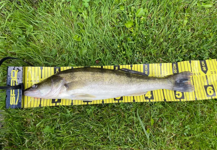 Zander