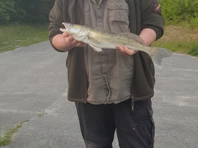 Zander