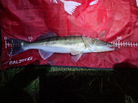 Zander